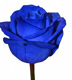 Роза синяя - соберите букет