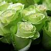 Букет зеленых роз